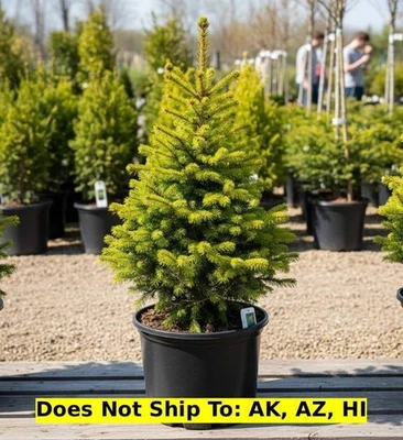 Blaze Norway Spruce Tree in 3Gal Pot Outdoor Evergreen Tree Cold Hardy Plant - Image 1 of 2