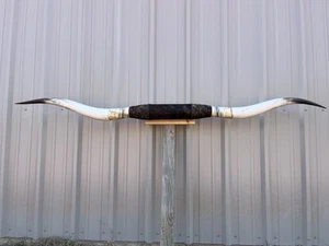 MOUNTED STEER HORNS 7 feet 3 Inch wide LONGHORN POLISHED MOUNT BULL COW - Picture 1 of 4