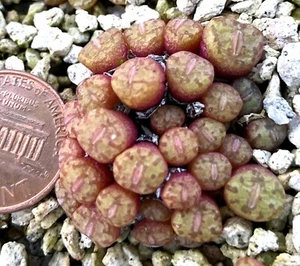Mesembs Plant--Conophytum obcordellum rolfii SB1196 Elandsbay--Nice Lines! - Picture 1 of 1