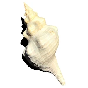Carcasa de caracola genuina - Imagen 1 de 2
