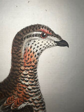 Antique Engraving Pl. 37 Edwards Seligmann C1756 Birds Hand Color Grouse