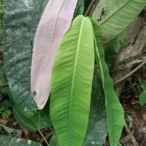 Syzygium (Syzygium versteegii) - germinated seed - Picture 1 of 5