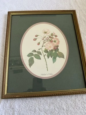 Botanical Pierre Joseph Redoute "Adelaide D'orleans" Print, Framed, Vintage - Image 1 of 4