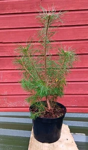 Pinus sylvestris - Scots Pine in 5L pot ideal bonsai subject - Picture 1 of 1