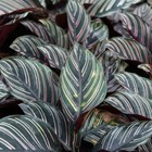 T&M Calathea House Plants with Option of Pots 1, 2 or 3 x 11cm Pots