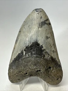 Megalodon Haizahn 4,63 cm wunderschön - echtes Fossil - Carolina - selten 18990 - Bild 1 von 8
