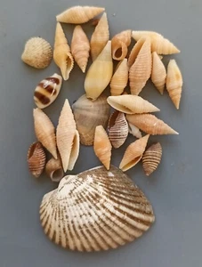 30 pcs assorted seashells  5-40 mm (28) - Picture 1 of 5