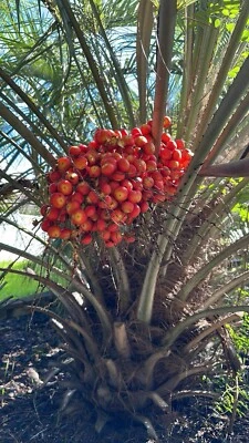 🌴 Pindo (Jelly) Palm Saplings 🌴 1x Per Order - 6-12in In Length! - Image 1 of 4