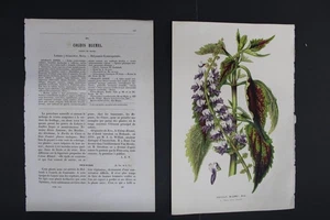 Antique Botanical, Van Houtte, c.1850, Single page, Coleus Blume - Picture 1 of 3