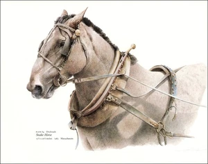 1987 Estampado Vintage Caballo Massachussetts Equitación Nueva Inglaterra País - Imagen 1 de 3