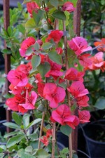 Pianta Bouganvillea Rossa, Buganvilla, bouganville