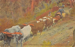California Big Trees - Postal vintage 1908 para registrar secuoyas con bueyes - Imagen 1 de 2