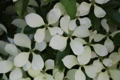 Cornus hongkongensis EVERGREEN DOGWOOD TREE Seeds! - Изображение 1 из 2