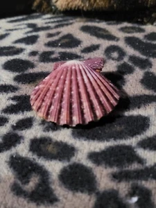 Aequipecten Myscosus Shell 1-3/4" x 1-3/4" x 1/4", .5oz - Picture 1 of 6