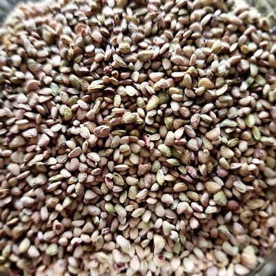 Thornless Blackberry Seeds (50) - Image 1 of 4