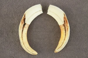 PAR DE COLMILLOS DE JABALÍ COMUNES REALES Phacochoerus africanus (diente, talla, pipa) - Imagen 1 de 14