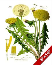COMMON DANDELION WEED HERB PLANT ILLUSTRATION PAINTING ART REAL CANVAS PRINT