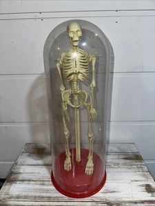 Vtg 12” Plastic Skeleton Posable Science Class Halloween In Plastic Dome - Picture 1 of 4