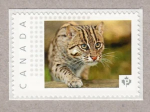FISHING CAT, WILD, Picture Postage stamp MNH Canada 2016 [p16/04-2wc3/3] - Picture 1 of 2