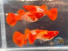 5 PAIRS - Live Aquarium Guppy Fish High Quality - Albino Koi Red Ears
