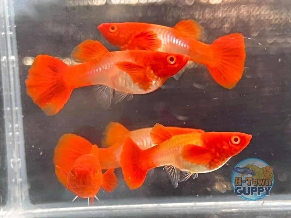 5 PARES - Pez Guppy de Acuario Vivo Alta Calidad - Orejas Rojas Koi Albino Foto 1 de 1
