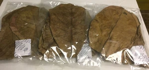 30 Indian Almond Leaves 10-15cm Catappa Ketapang for Fish, Shrimp, Aquarium - Picture 1 of 1