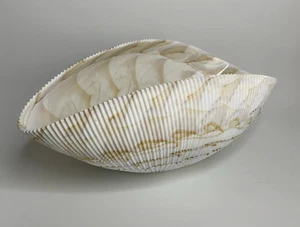 Fornace Ferro Murano gerippt Kunstglas oval Kanu Schale creme hellbraun marmoriert gefaltet - Bild 1 von 11
