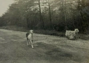 Goat With One Ear & Angora Walking On Road B&W Photograph 3.5 x 5 - Picture 1 of 3