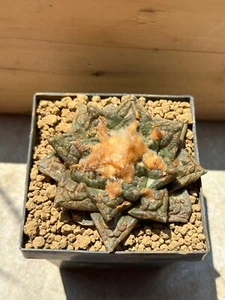 Ariocarpus fi suratus, Own Root, 7.5 cm, 8 Cm Pot, 2010. Not Copiapoa, Aztekium - Imagen 1 de 4