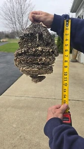 Large Bald Face Hornets Paper Wasp Bee Hive Nest On Branch - Picture 1 of 2
