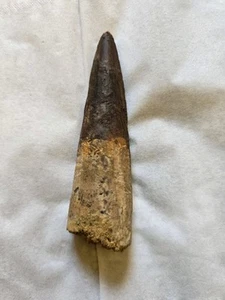 Cretaceous fossil, large Spinosaurus tooth Kemkem Jurassic Prehistoric 11 Cm Rar - Picture 1 of 4