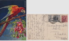 # ANIMALI - 1927 - UN COCORITO COLORATO A MANO dis. CARLO ..DA PIACENZA A TRAVO