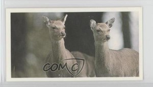 1992 Brooke Bond Natural Neighbors Tea Sika Deer #40 2h8