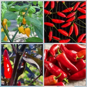 Hot chilli 60+ seed pack Cardi scorpion, Purple maui, Birds eye, Fresno - Picture 1 of 1