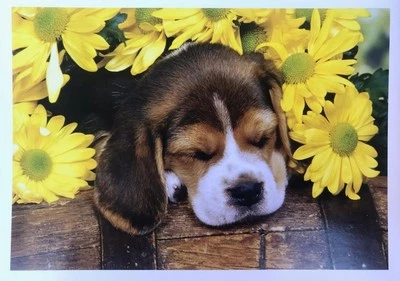 GET WELL CARD "Just What the Doctor Ordered... a Little R&R" PUPPY DOG NE - Image 1 of 2