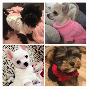 Xxxs Dog Sweater for sale | eBay