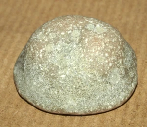 Bryozoa - Diplotrypa sp. - Bild 1 von 14