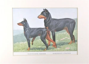 Antiker Hundedruck 1919, Dobermann Pinscher & Manchester, Louis Agassiz Fuertes - Bild 1 von 5