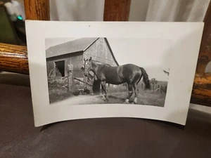 Antique postcard horse in front of barn unused vintage collectable 5 1/2 x 3 1/2 - Picture 1 of 2
