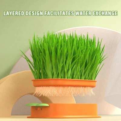 Cat Grass Planting Box Plant Growing Kit Hydroponic Soil-Free Cat Grass Q7N2 - Image 1 of 4