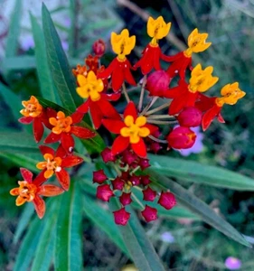 2 Milkweed Live Rooted Plants 8”+ Monarch Butterfly Host Asclepias Curassavica - Picture 1 of 24