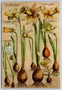Postcard Yellow Daffodils Flowers Natural Botanical Print Scientific Plate - Picture 1 of 2