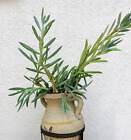 Sukkulente Senecio talinoides Jungpflanze ca 25 cm groß, winterhart bis -2°