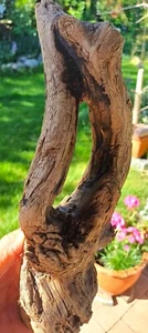 " Auge " schön geformtes Treibholz / Schwemmholz, 27 x 11 x 7 cm - Bild 1 von 6