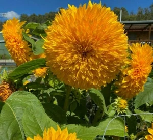Double Dazzler SUNFLOWERS - 10 Seeds Flowers 180cm Tall Multiple Heads !! - Picture 1 of 9