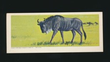 1964 R757-5 Welch's "Sugar Daddy" AFRICAN WILD ANIMALS -#18 White Bearded Gnu