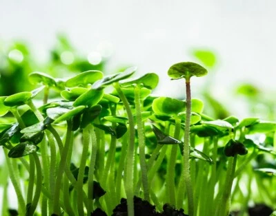 Cinnamon Basil MICROGREEN Seeds | Non-GMO | Heirloom | Seeds for Sprouting - Image 1 of 3