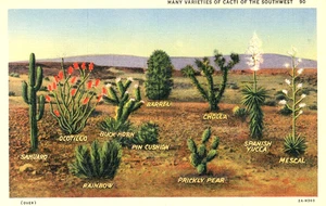 Viele Sorten Kakteen des Südwestens, 1932 --PAK - Bild 1 von 2
