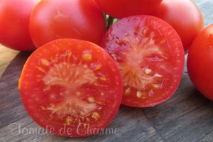 10 graines de tomate MON AMOUR précoce savoureuse très productive résistante - Picture 1 of 12