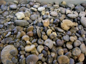 Ammonitenfossilien Hämatit Ersatz Prolyelliceras 1/2 Pfund 60+ Stück - Bild 1 von 3